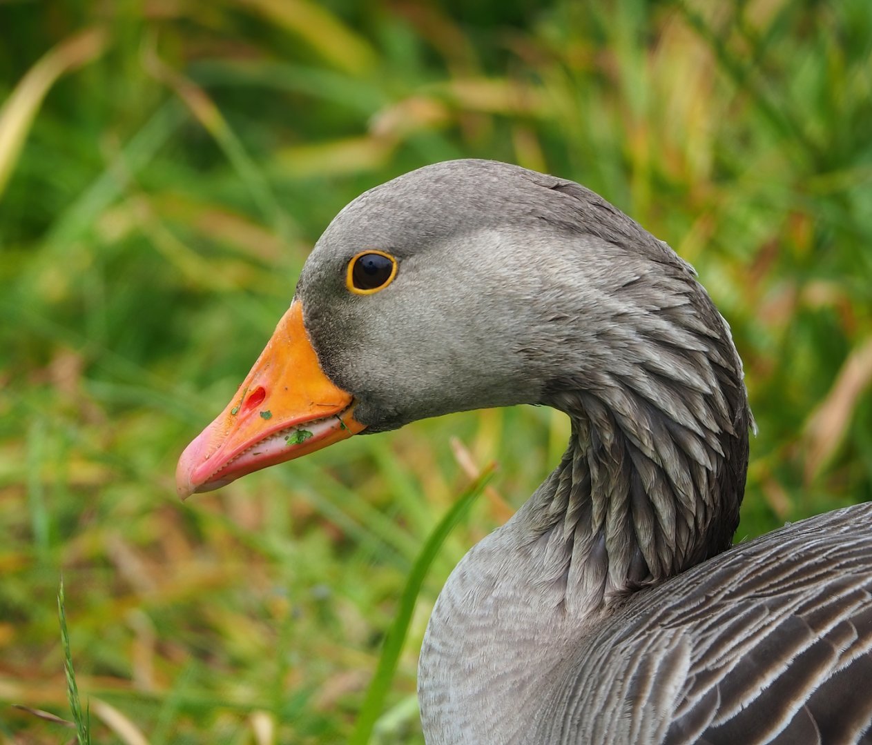 Wild Greylag goose (Anser anser), 2023-05-15