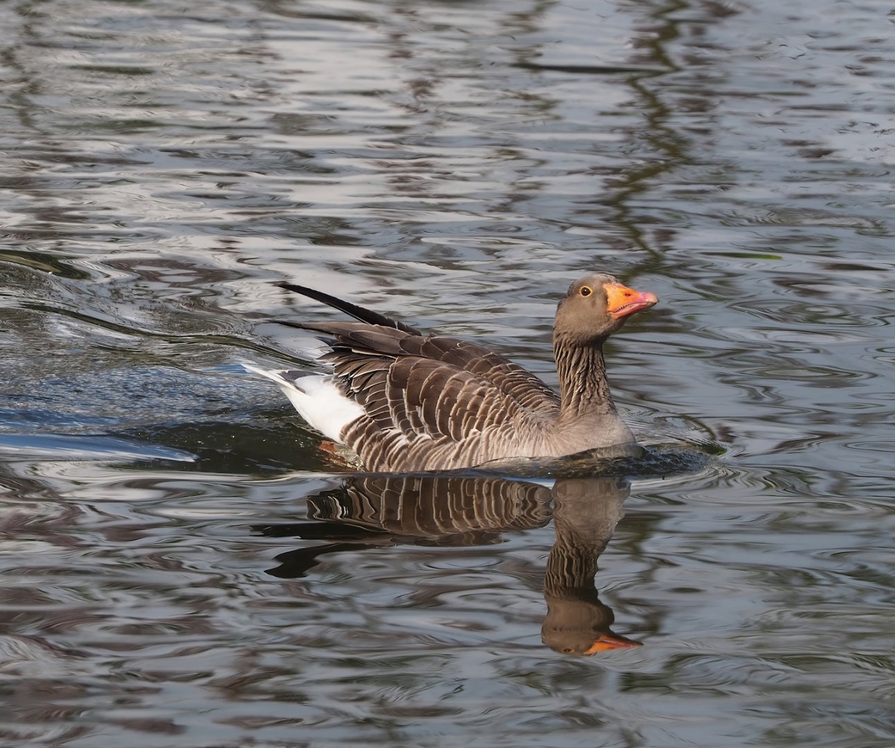 Wild Greylag goose (Anser anser), 2023-05-16