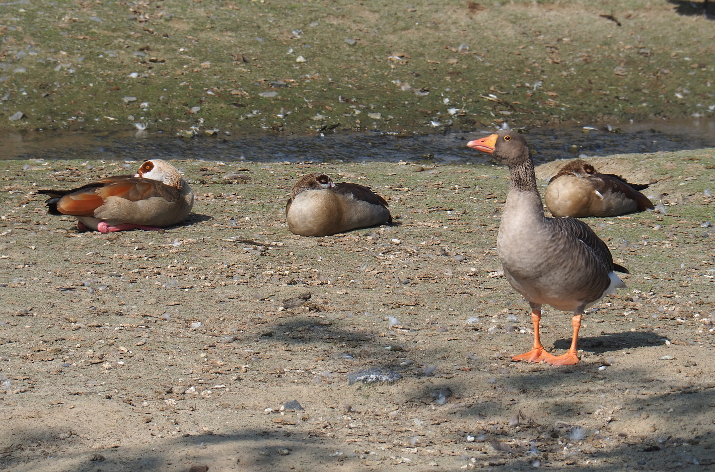 Wild Greylag goose (Anser anser anser) and Feral Egyptian geese (Alopochen aegyptiaca), 2021-09-02