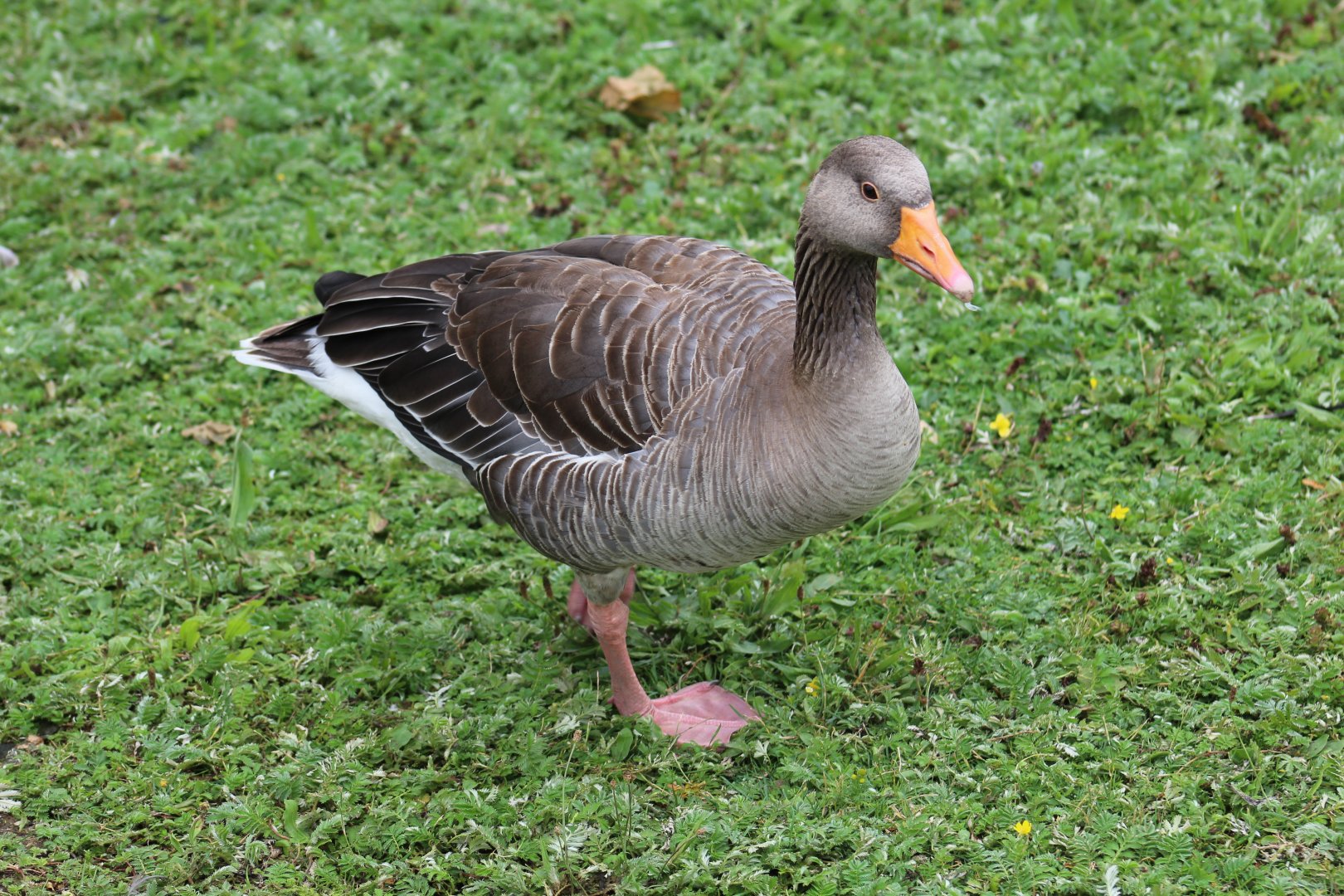 Wild Greylag Goose