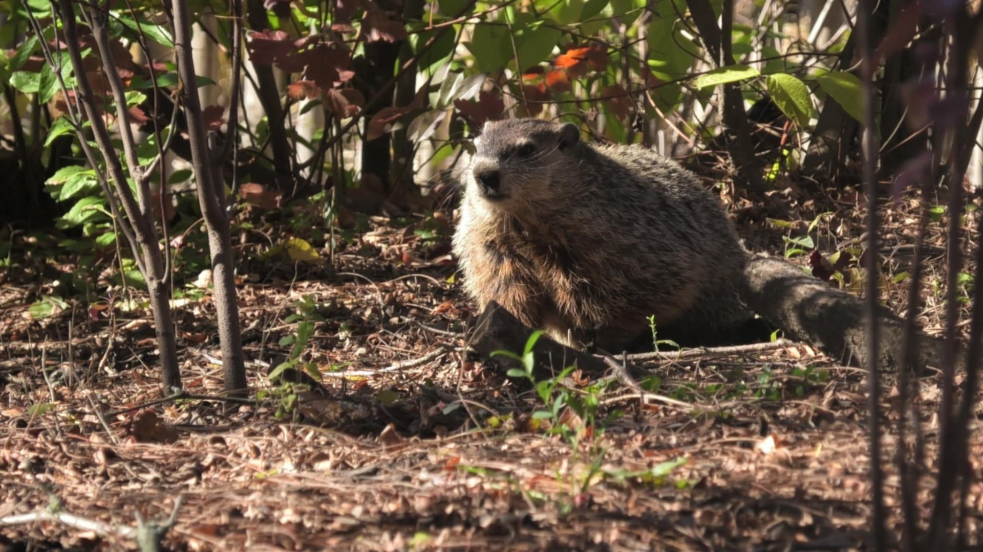 Wild ground hog again