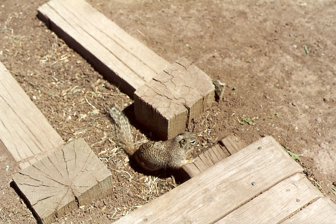 Wild ground squirrel - Grand Canyon Deer Farm 1998