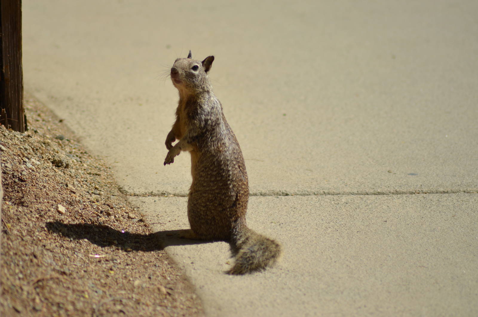 Wild Ground Squirrel