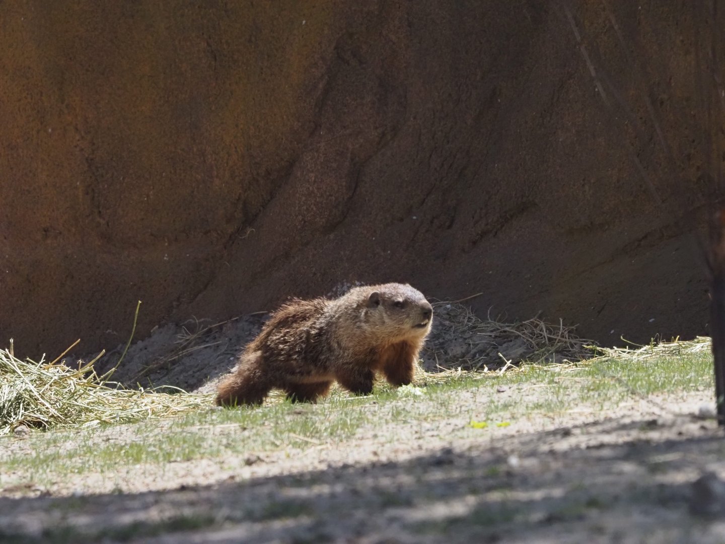 Wild Groundhog in Gorilla Habitat