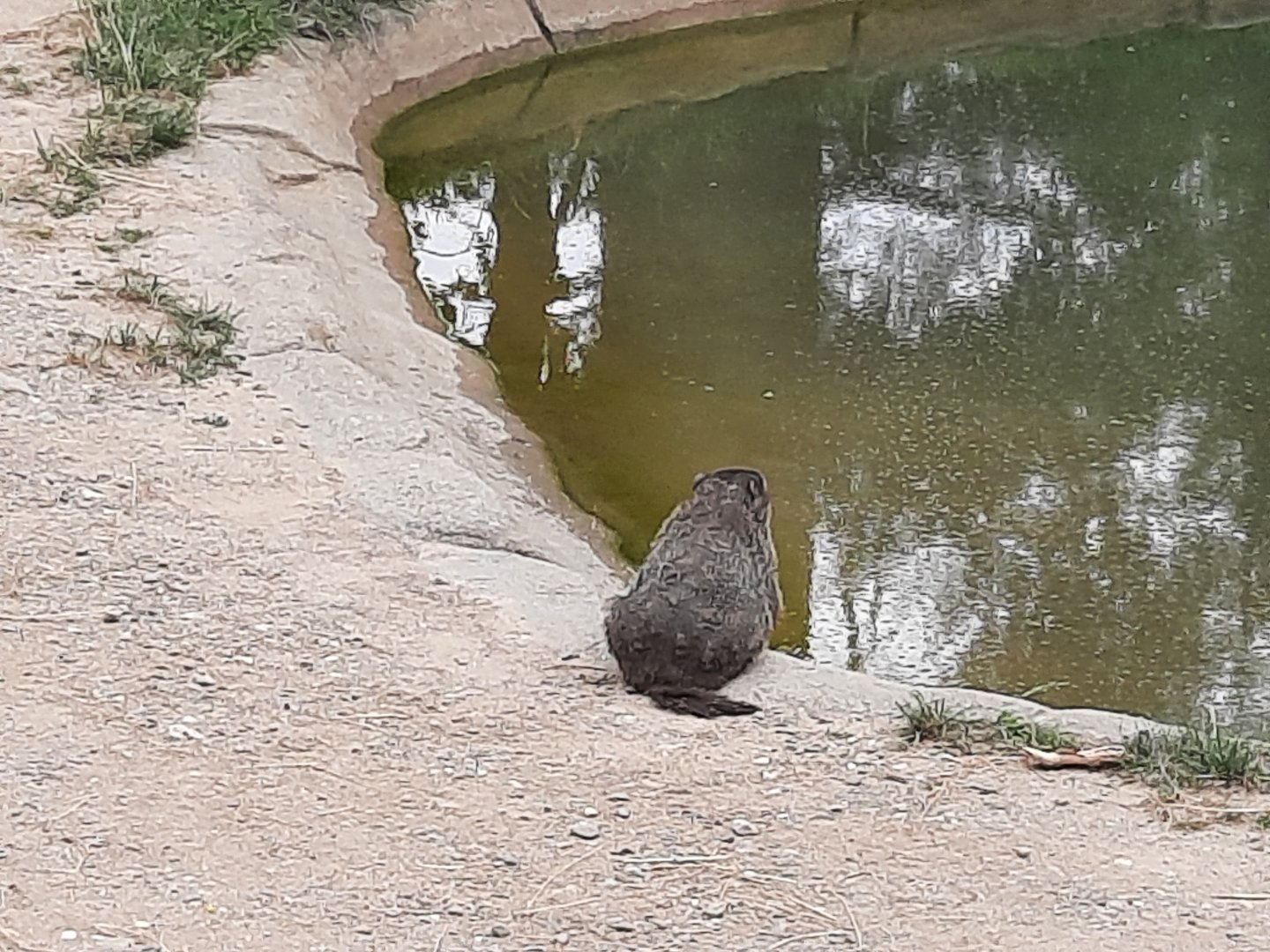 (Wild) Groundhog in the Rhino Exhibit