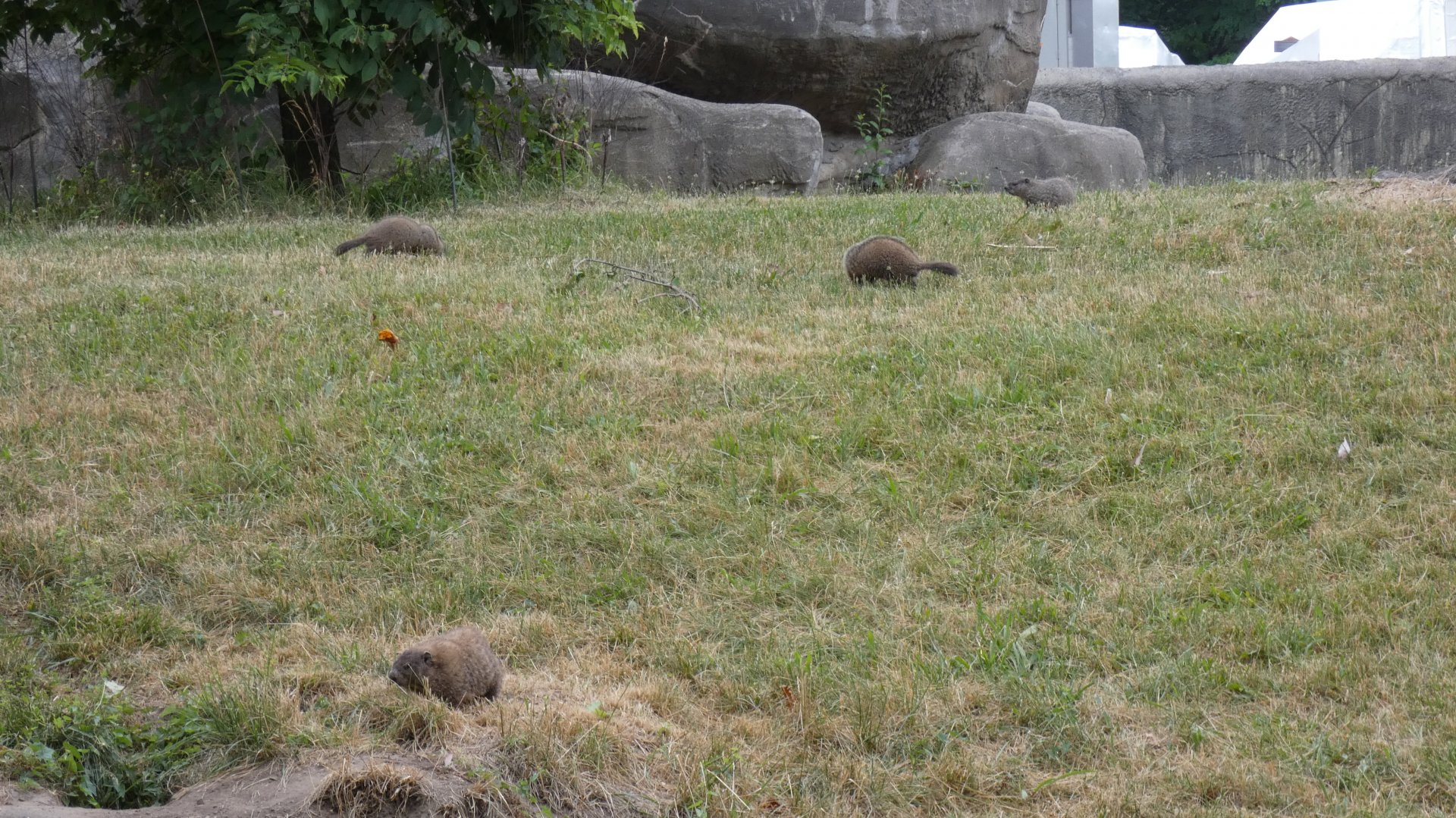 Wild Groundhogs in Ape Exhibit?, Great Apes of Harambee - July 2022