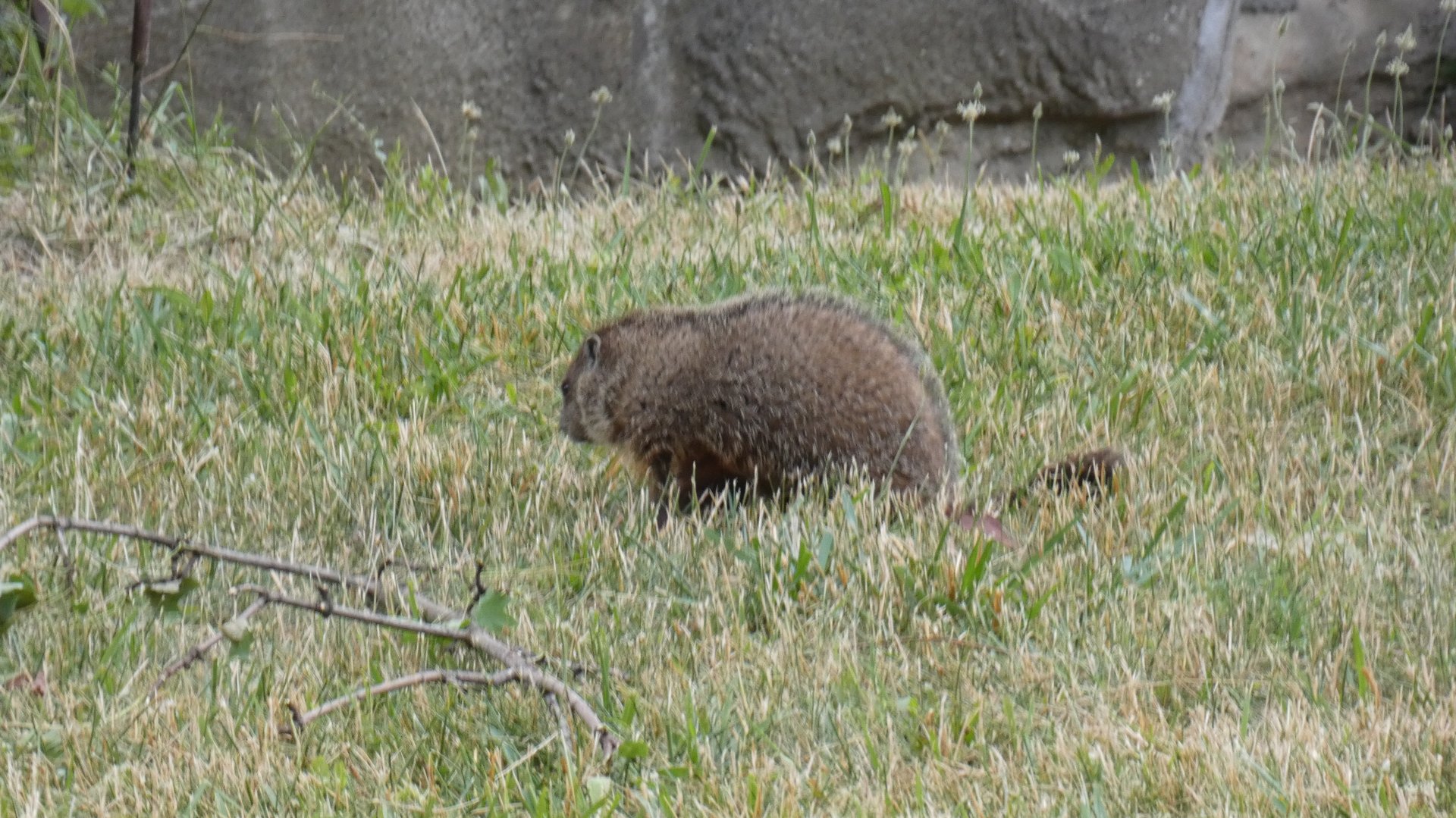 Wild Groundhogs in Ape Exhibit?, Great Apes of Harambee - July 2022