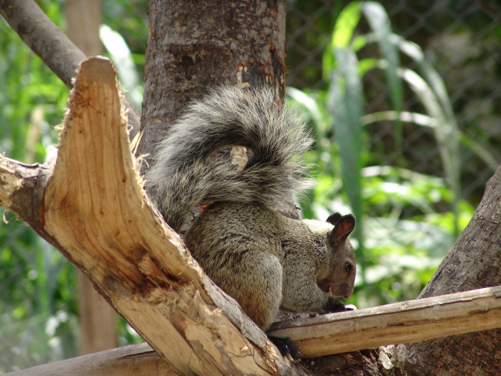 Wild Guayaquil Squirrel (Sciurus stramineus)