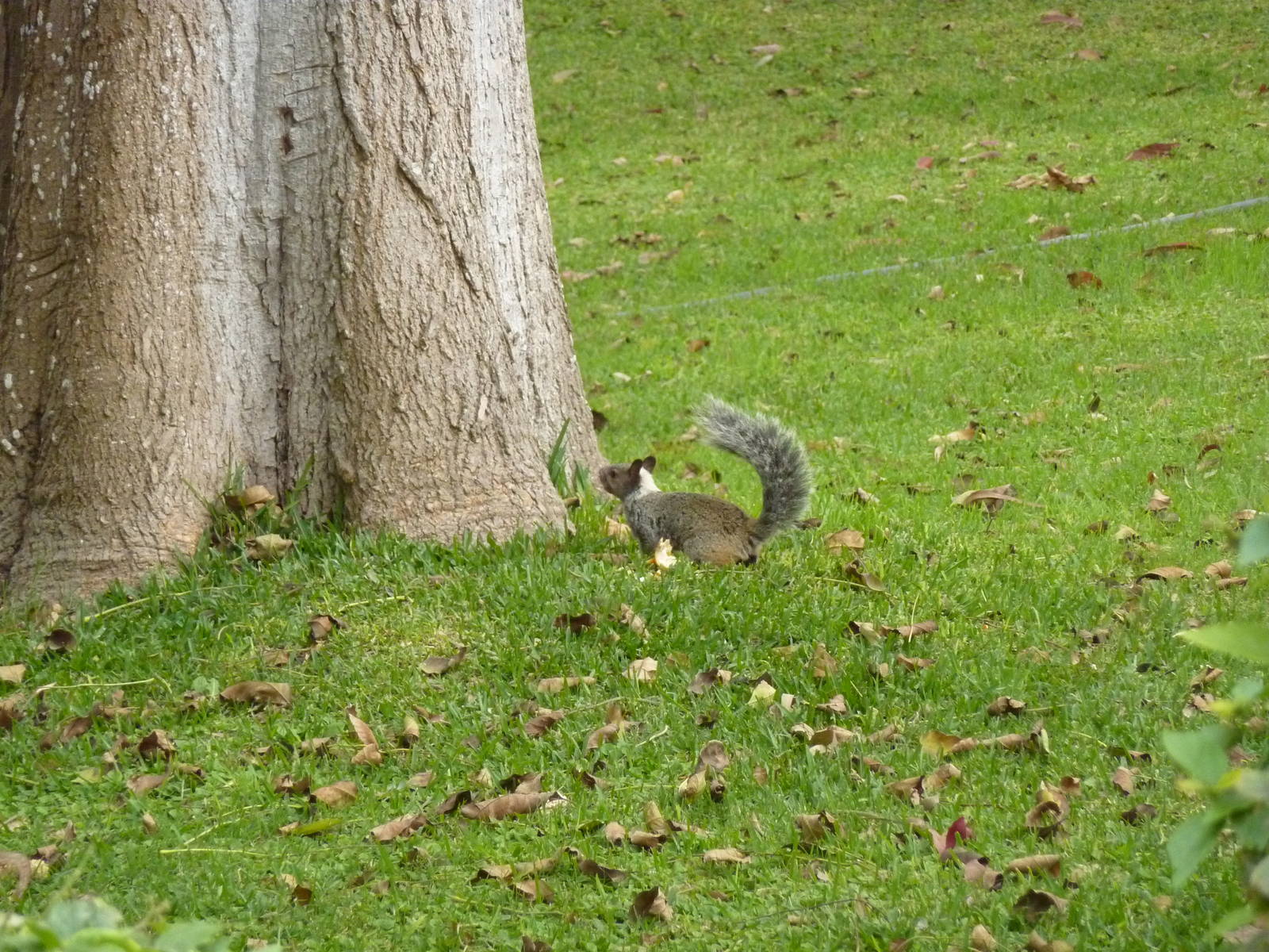 Wild Guayaquil squirrel