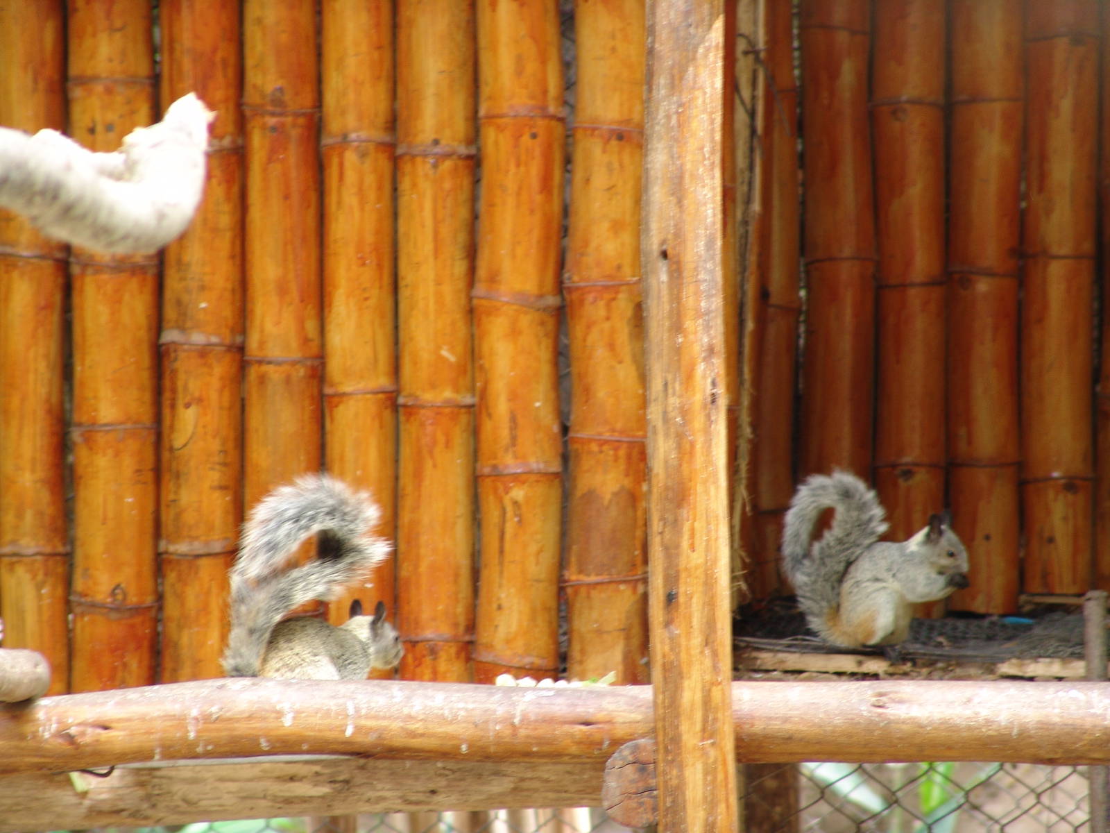 Wild Guayaquil Squirrels (Sciurus stramineus)