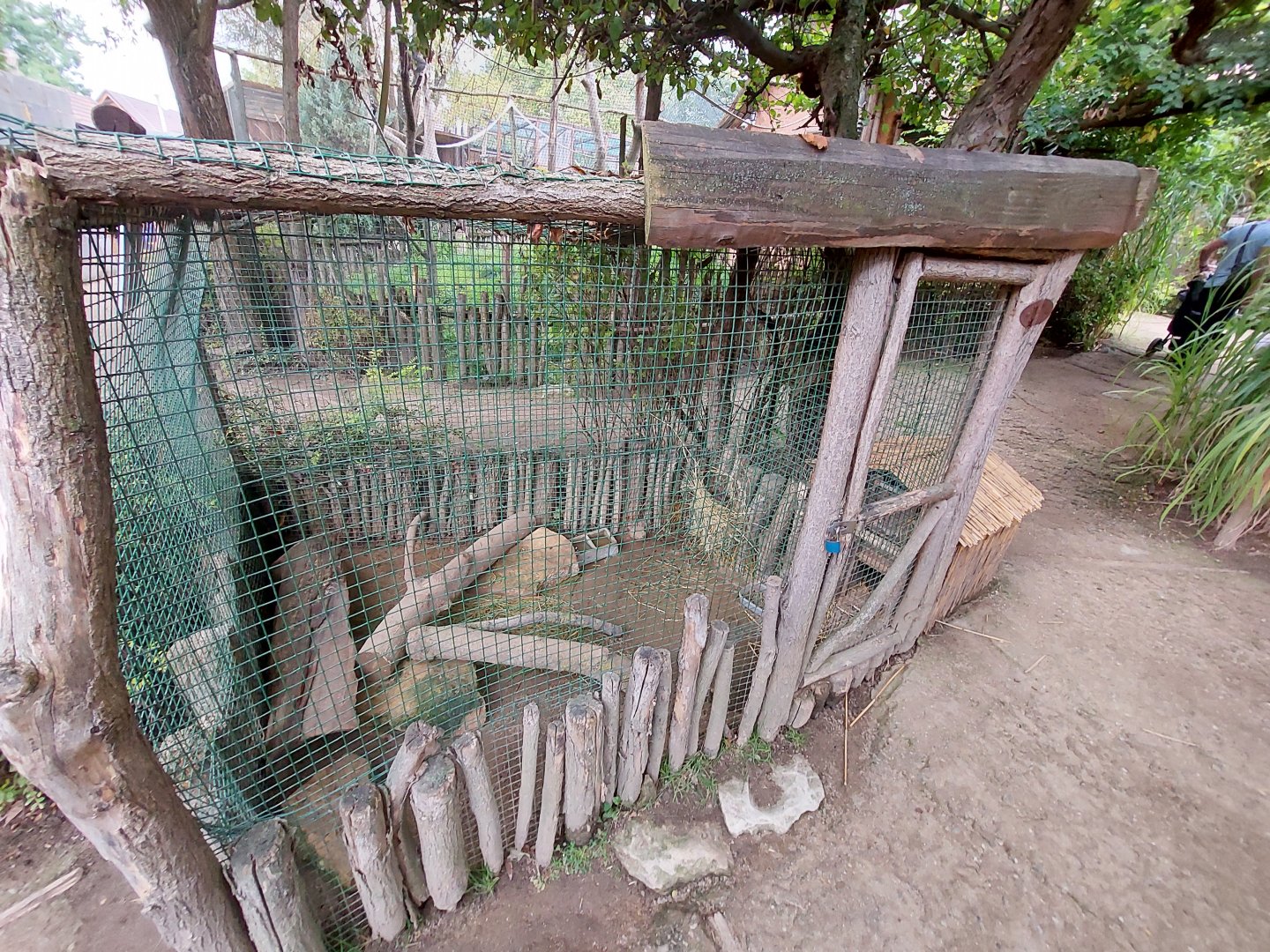 Wild guinea pig exhibit