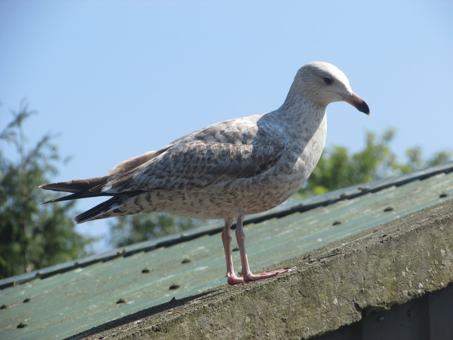 Wild gull species?