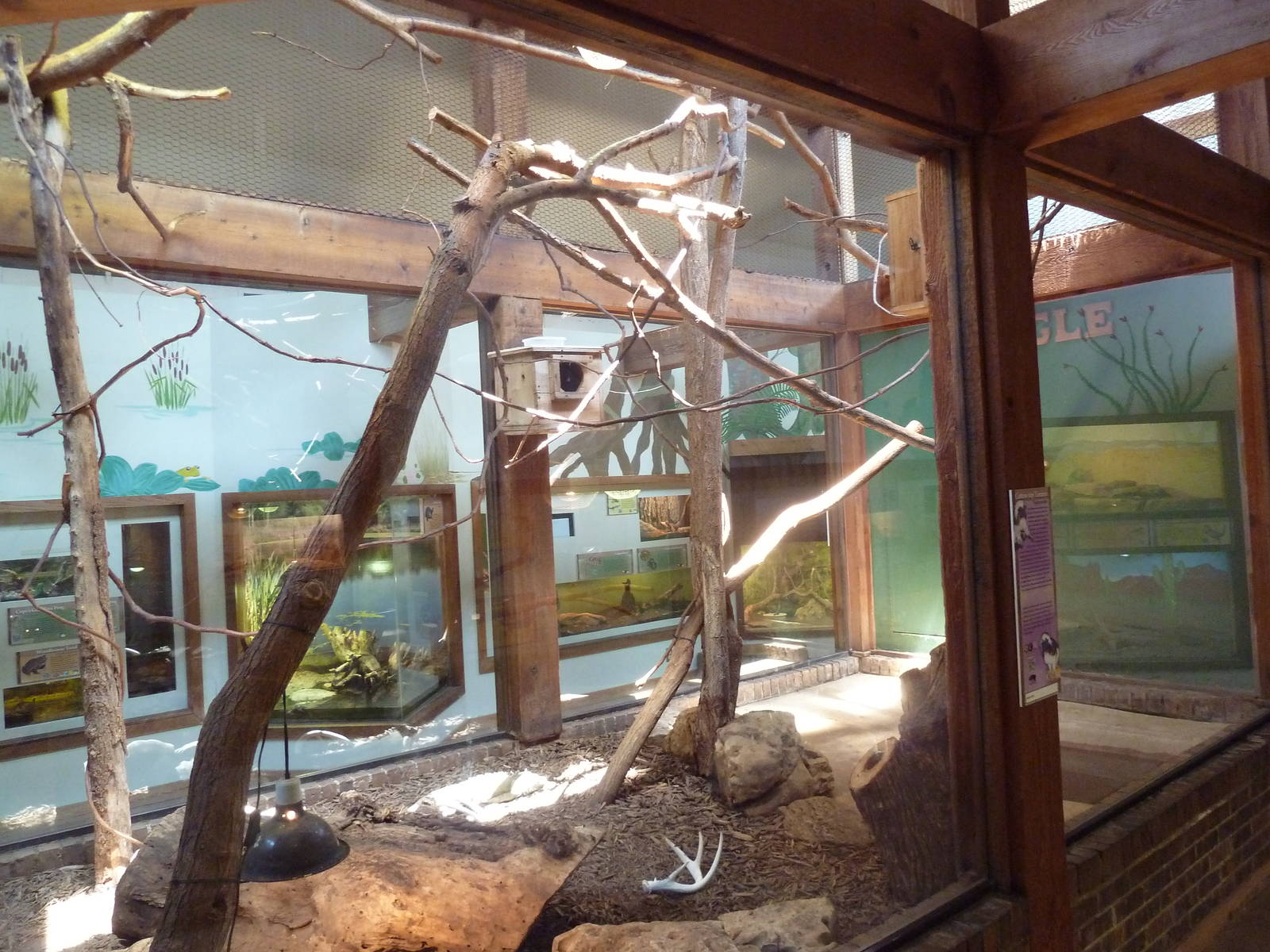 Wild Habitats Building (44 Species) - Cotton-Top Tamarin Exhibit