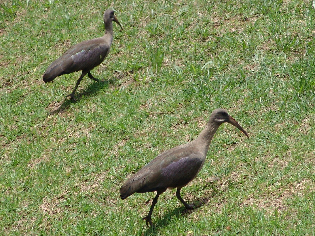 Wild Hadada Ibises (Bostrychia hagedash)