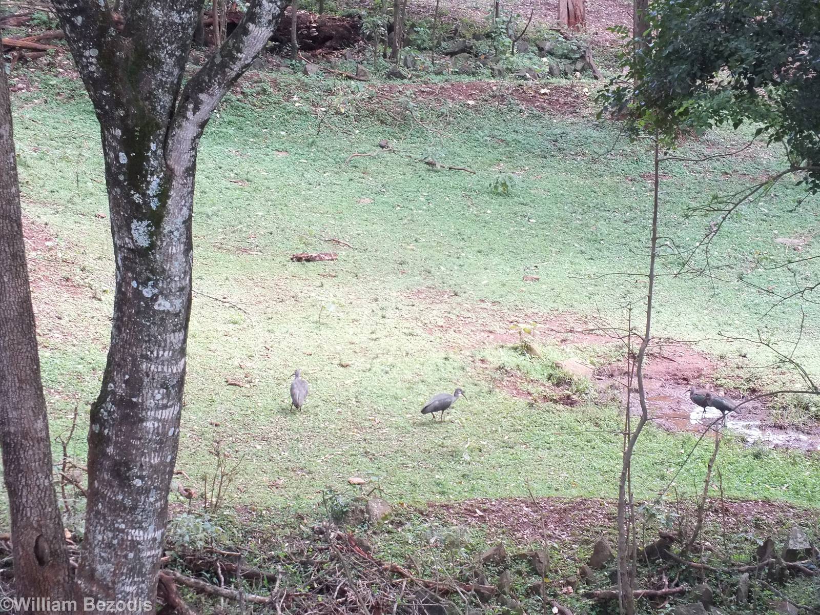 Wild Hadadas in the Main Central Paddock - Nairobi Safari Walk
