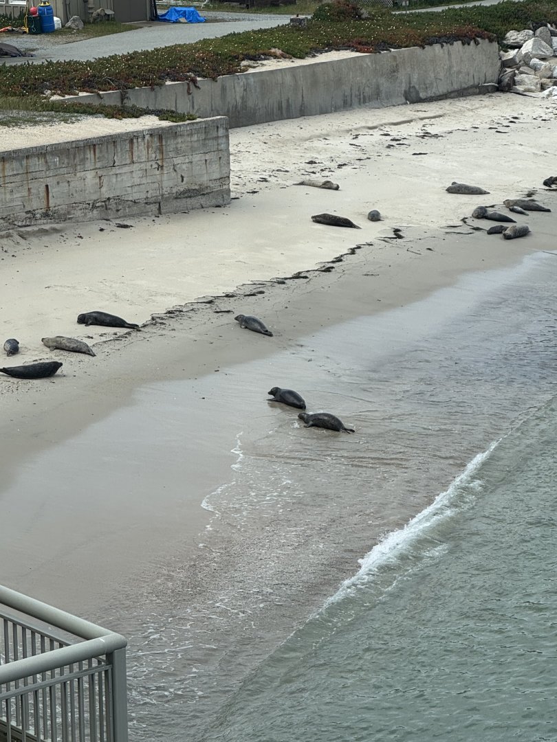 Wild Harbor Seals
