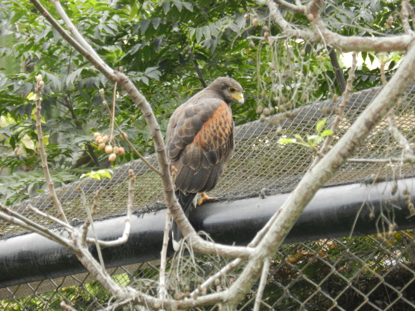 Wild Harris's hawk - Parque de Las Leyendas