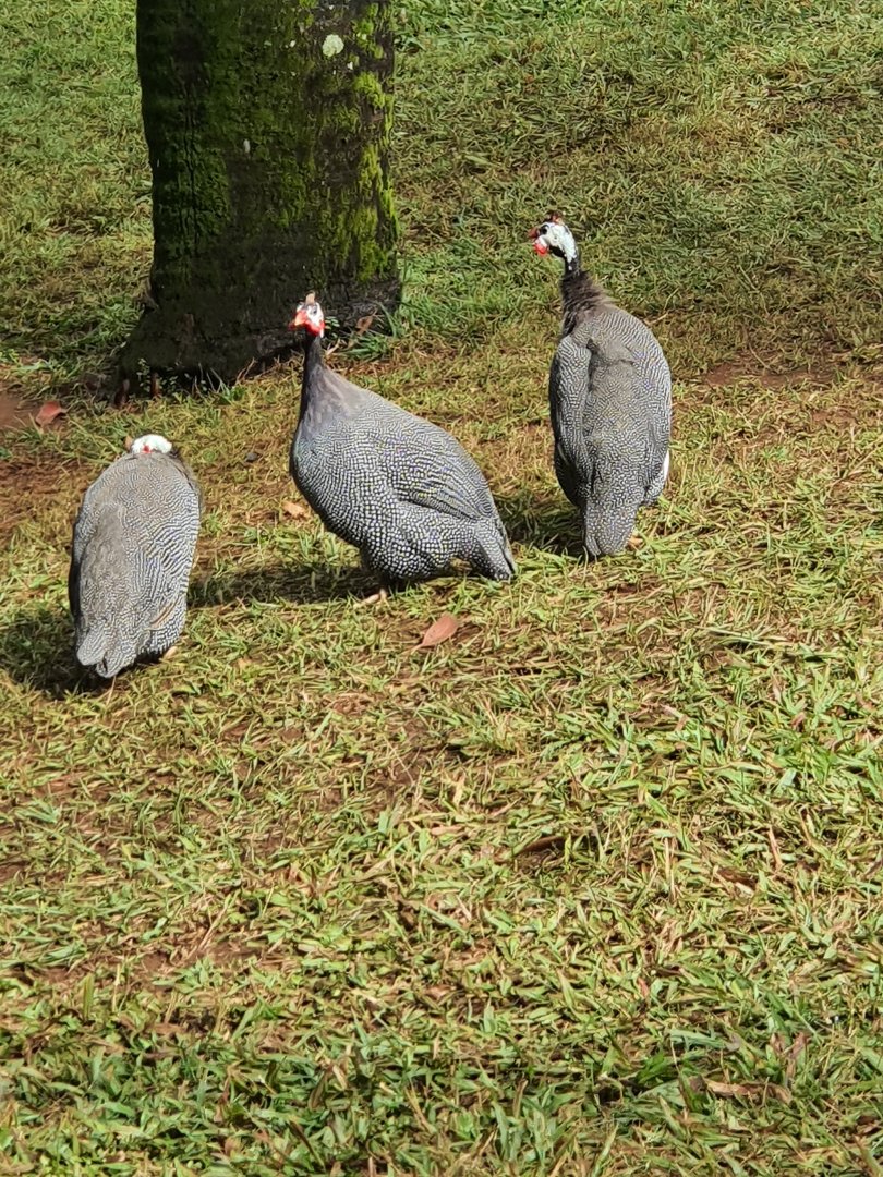 Wild Helmeted guineafowl (Numida meleagris)