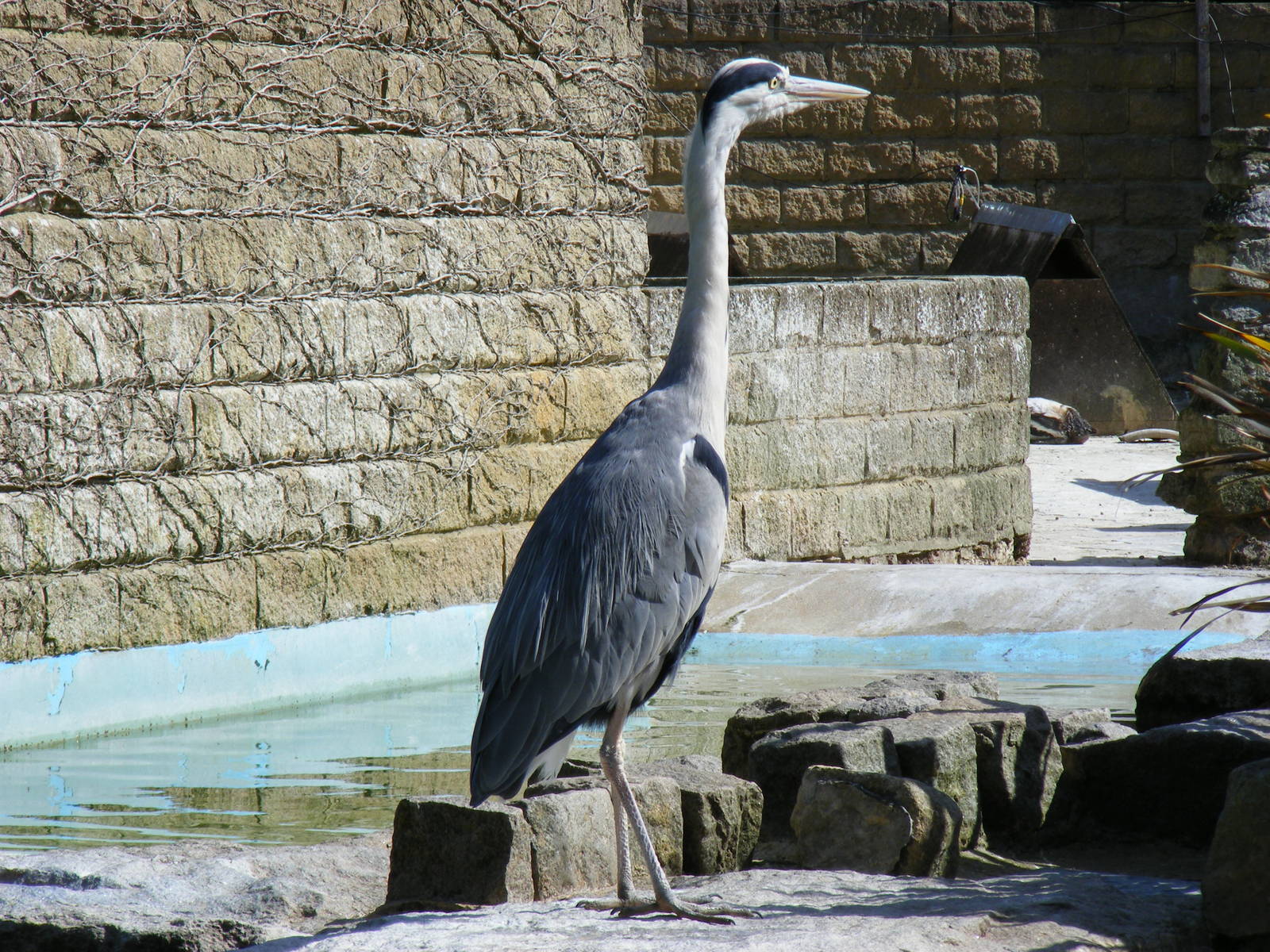 Wild heron at penguin pool at Birdworld, 20 June 2010