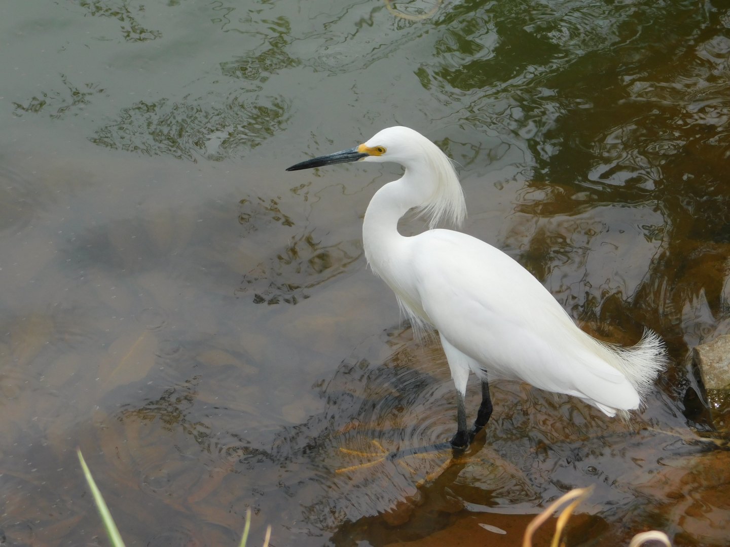 Wild heron at the zoo's lake - Brasilia zoo