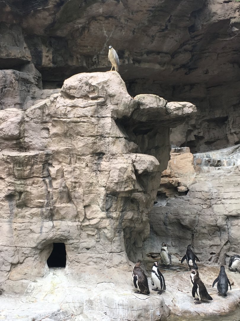 Wild Heron, Captive Penguins