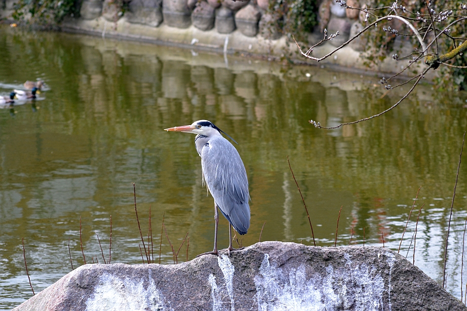 Wild heron in the pelican lake