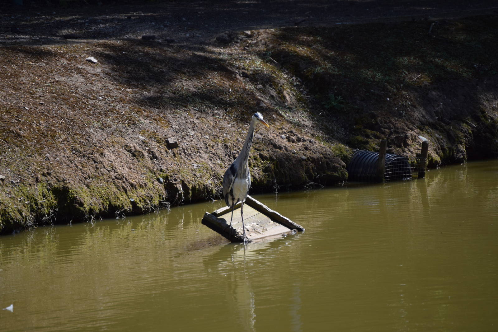 Wild Heron near Gorilla island