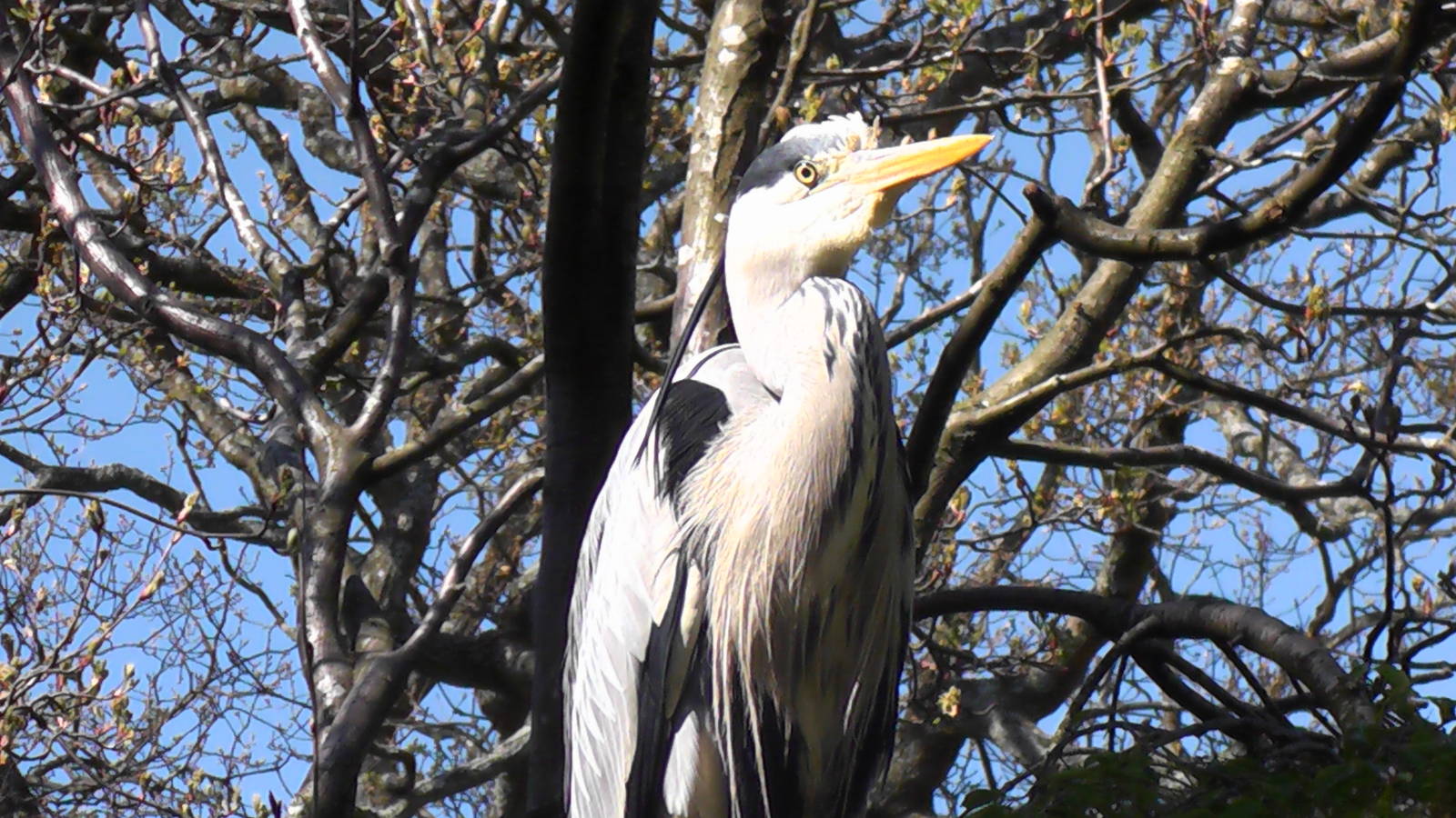 Wild Heron - Welsh Mountain Zoo