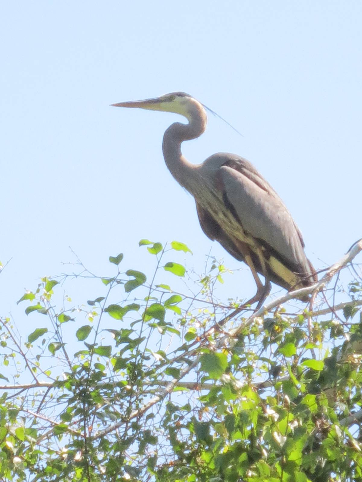 Wild Heron