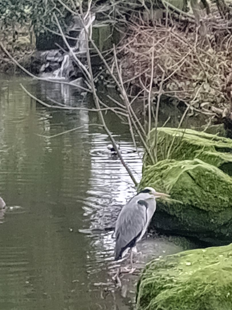 Wild heron