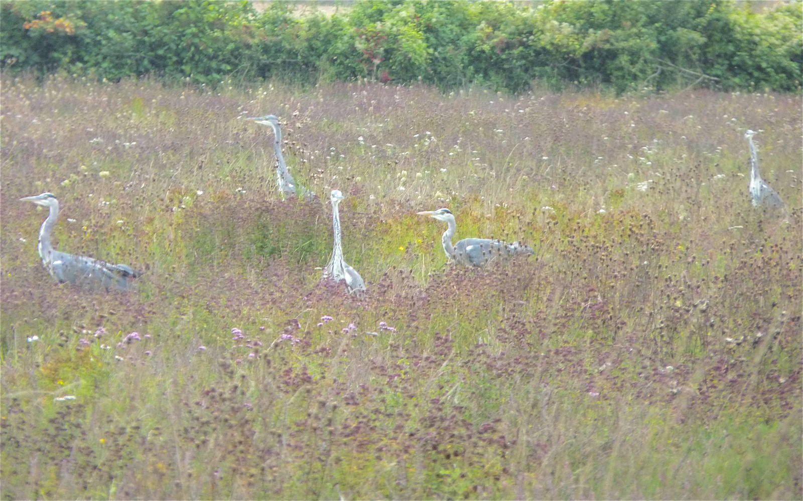 Wild Herons in Regs Meadow