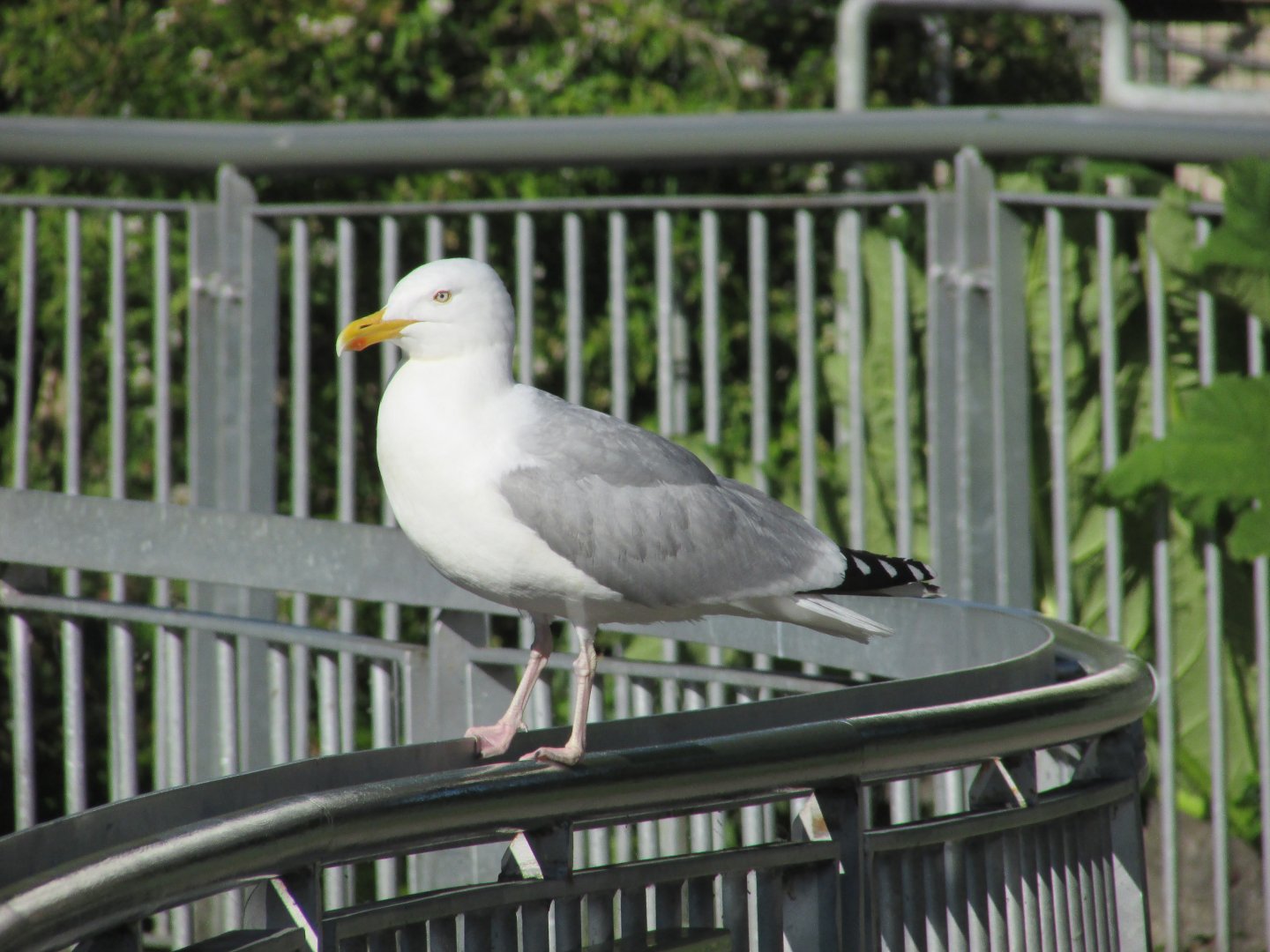 Wild herring gull