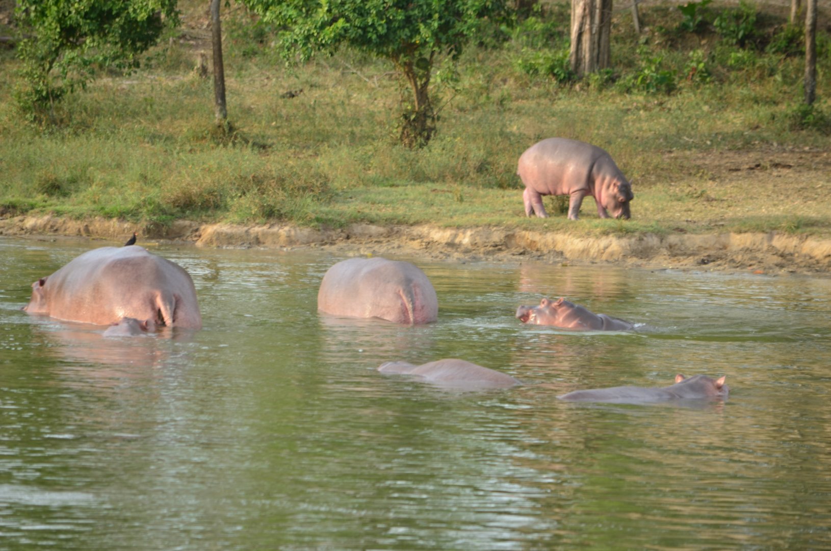 Wild Hippo group
