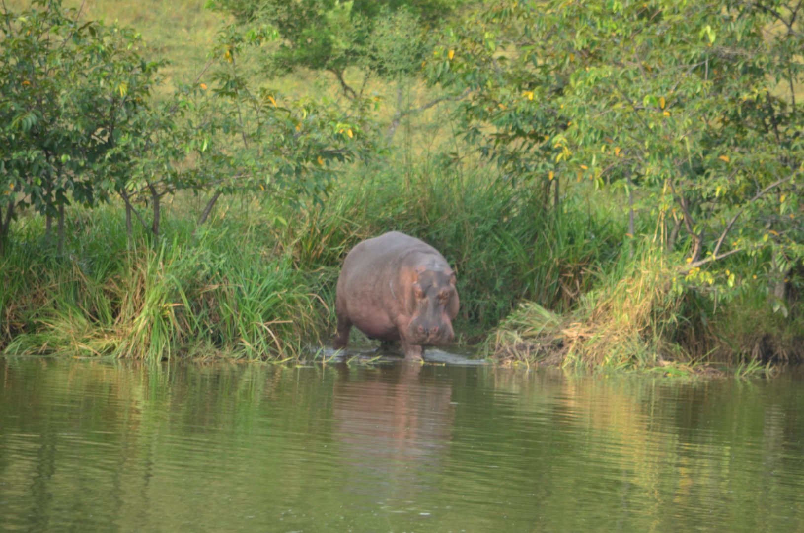Wild Hippo