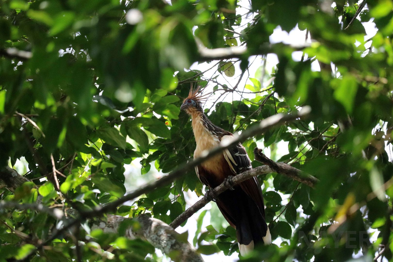 Wild hoatzin, May 2016
