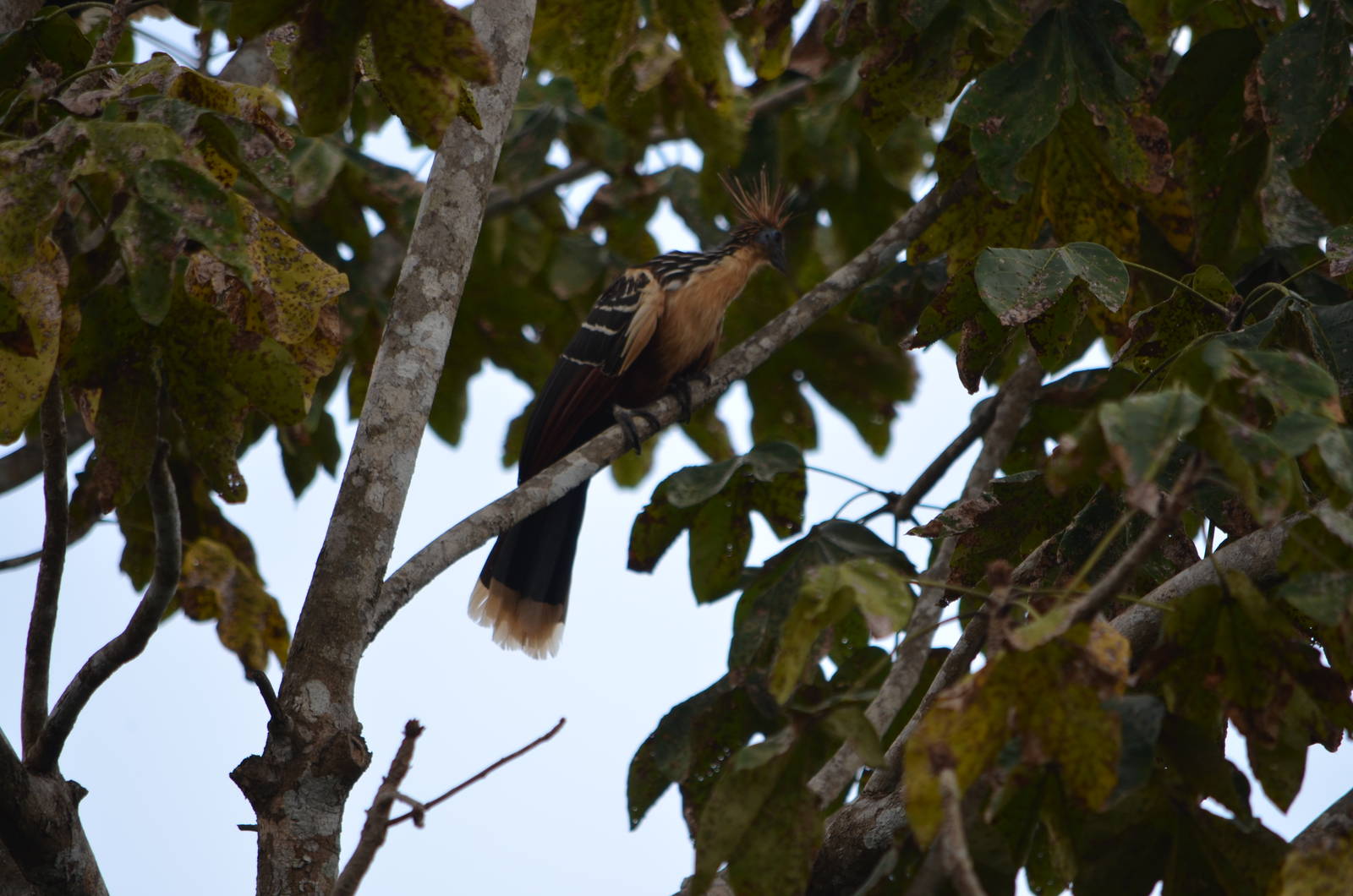 Wild hoatzin