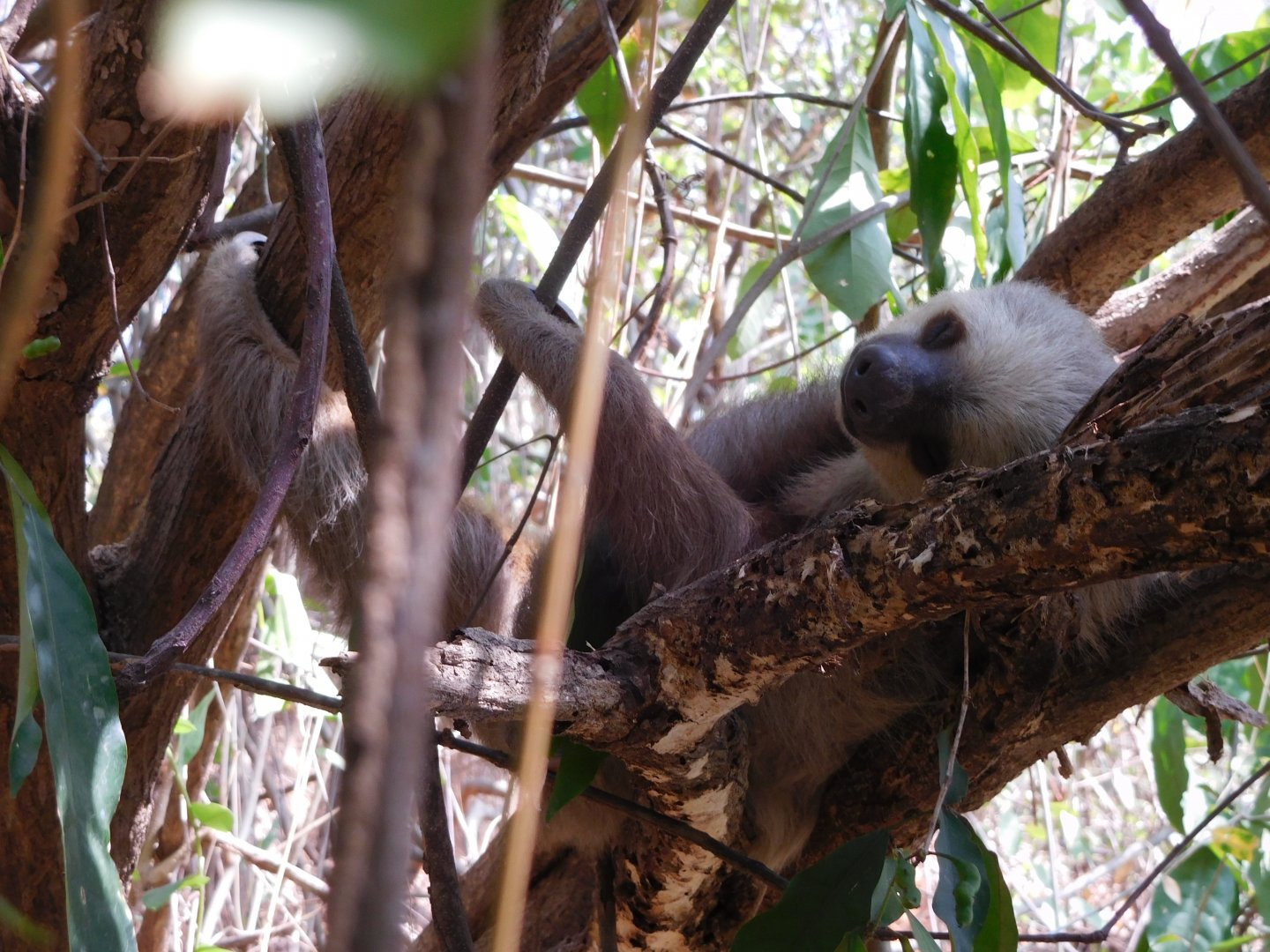 Wild Hoffmann's two-toed sloth