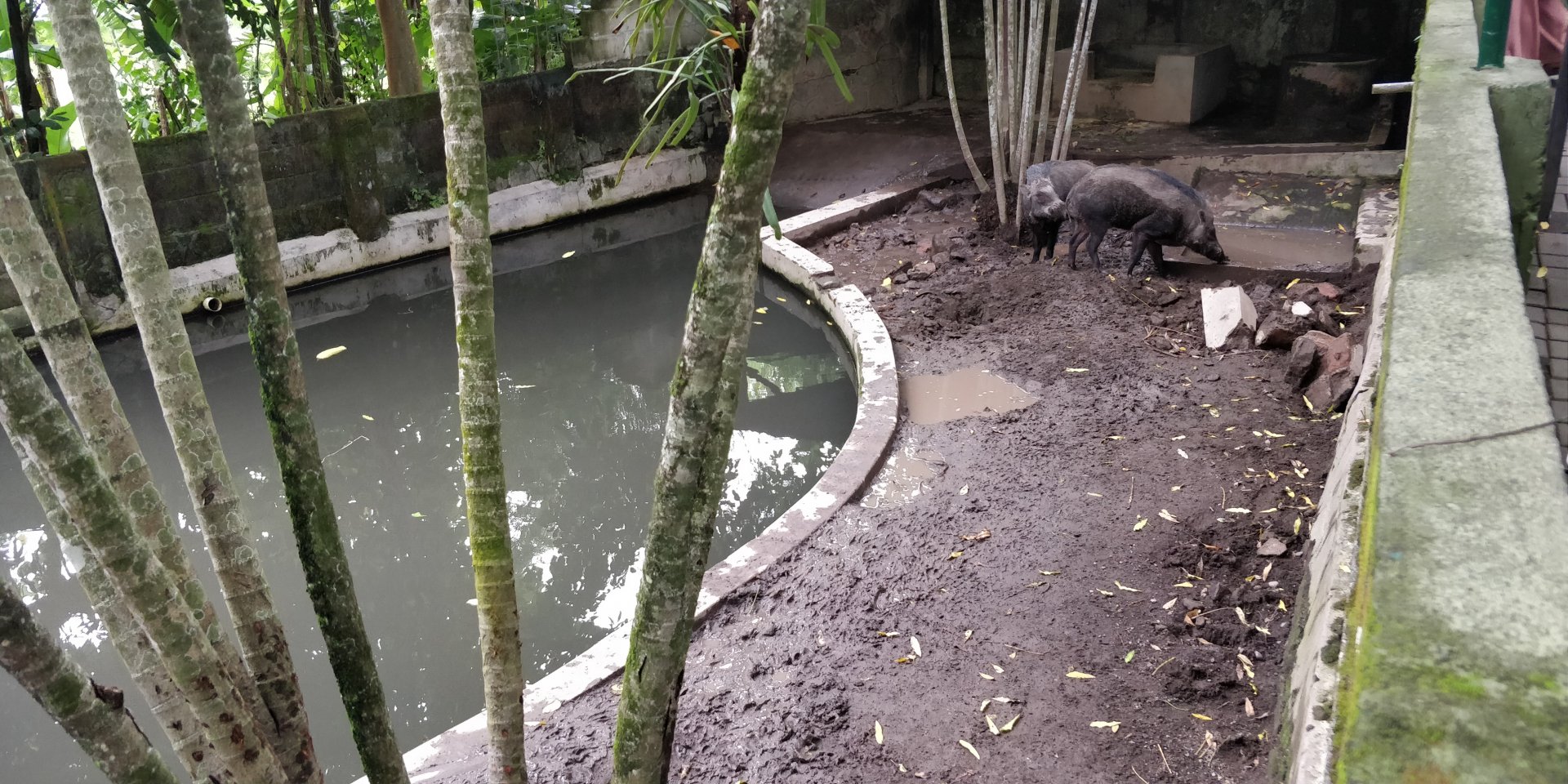 Wild hog enclosure