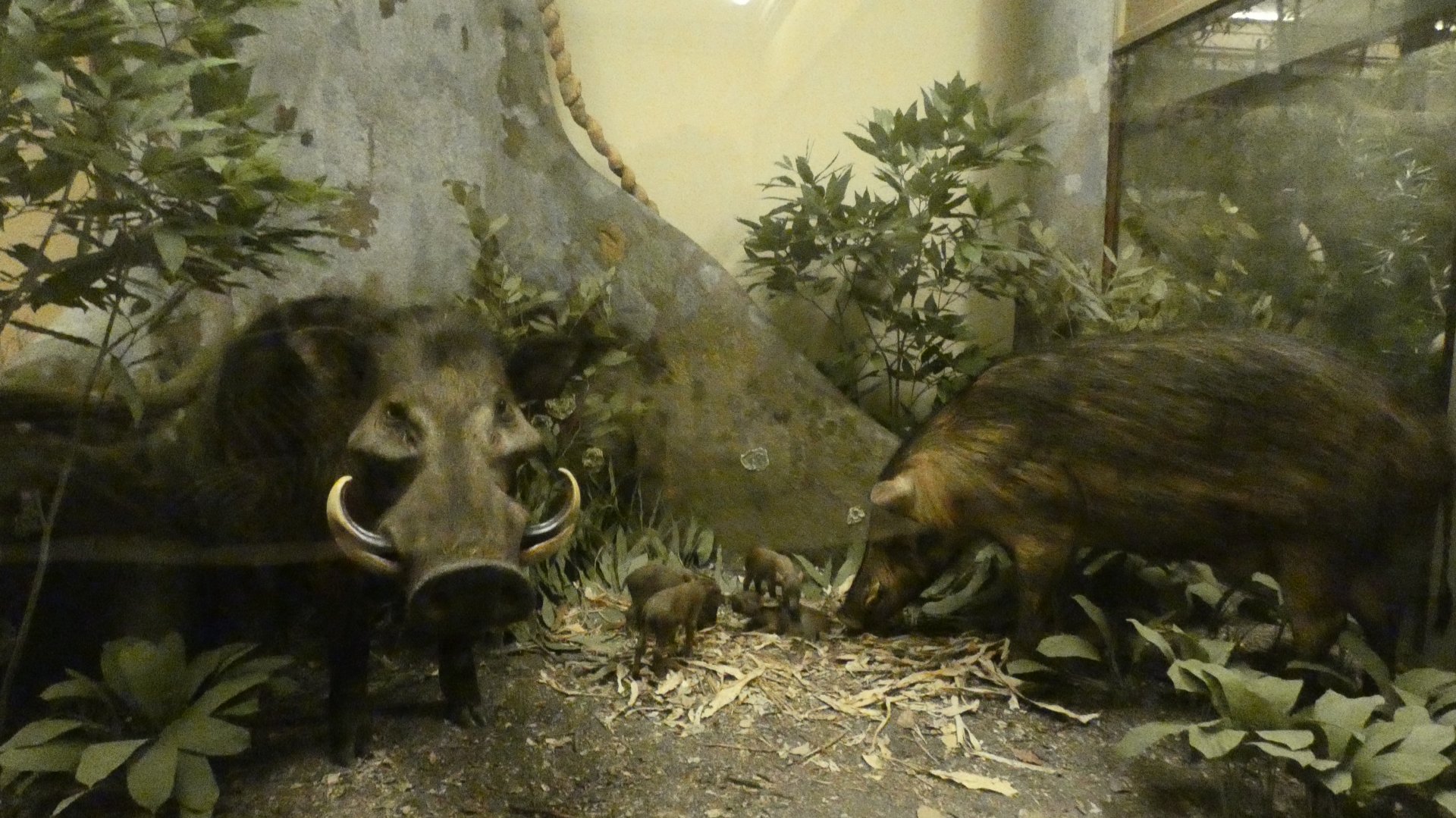 Wild Hog, Mammals of Africa - Feb. 2022