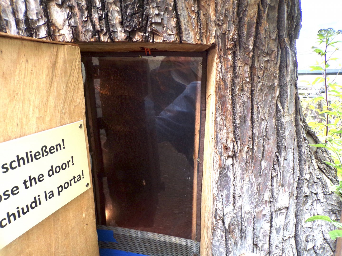 Wild honeybee nest area 9.7.25