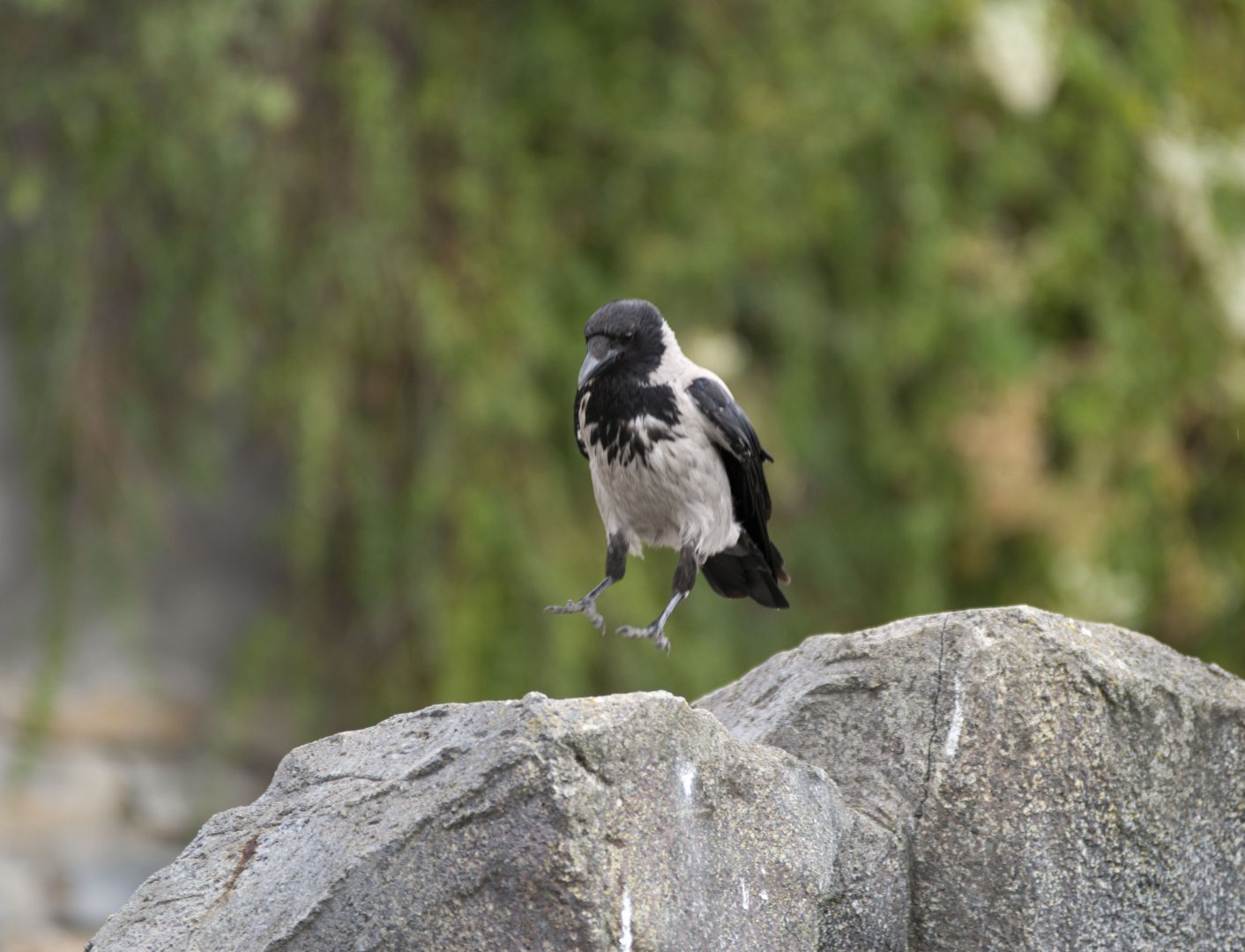 Wild hooded crow (Corvus cornix cornix)