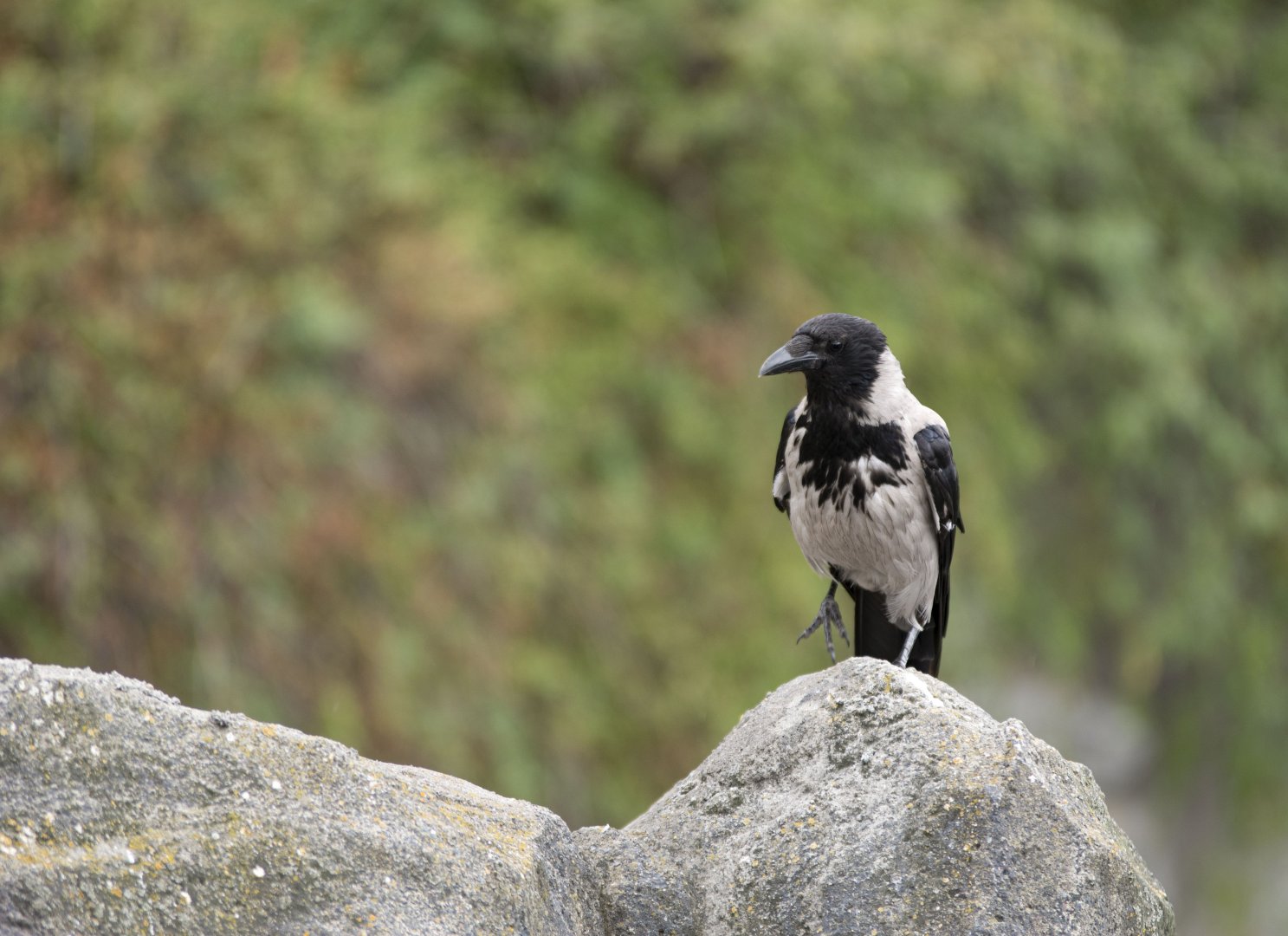 Wild hooded crow (Corvus cornix cornix)
