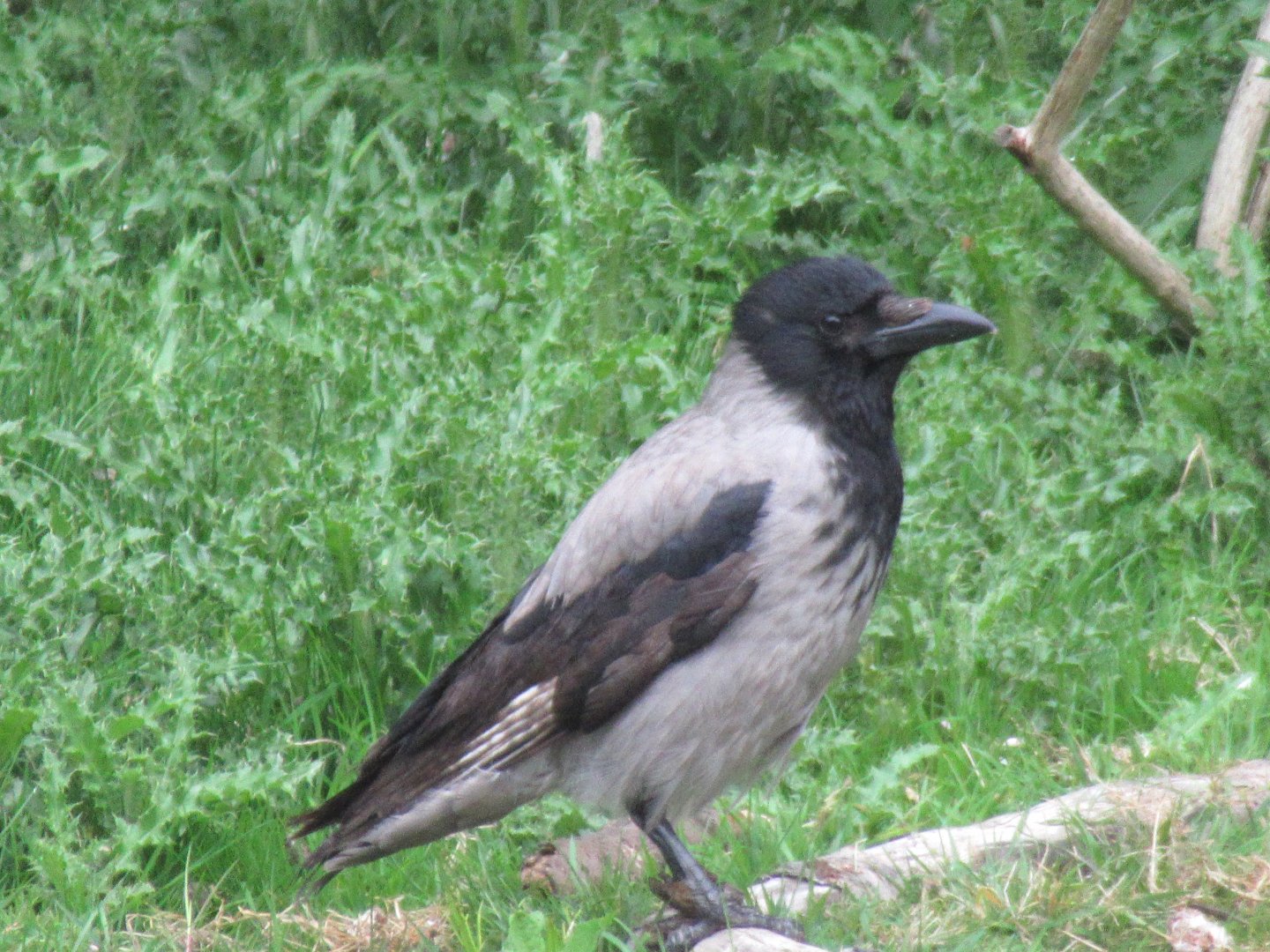 Wild hooded crow youngster