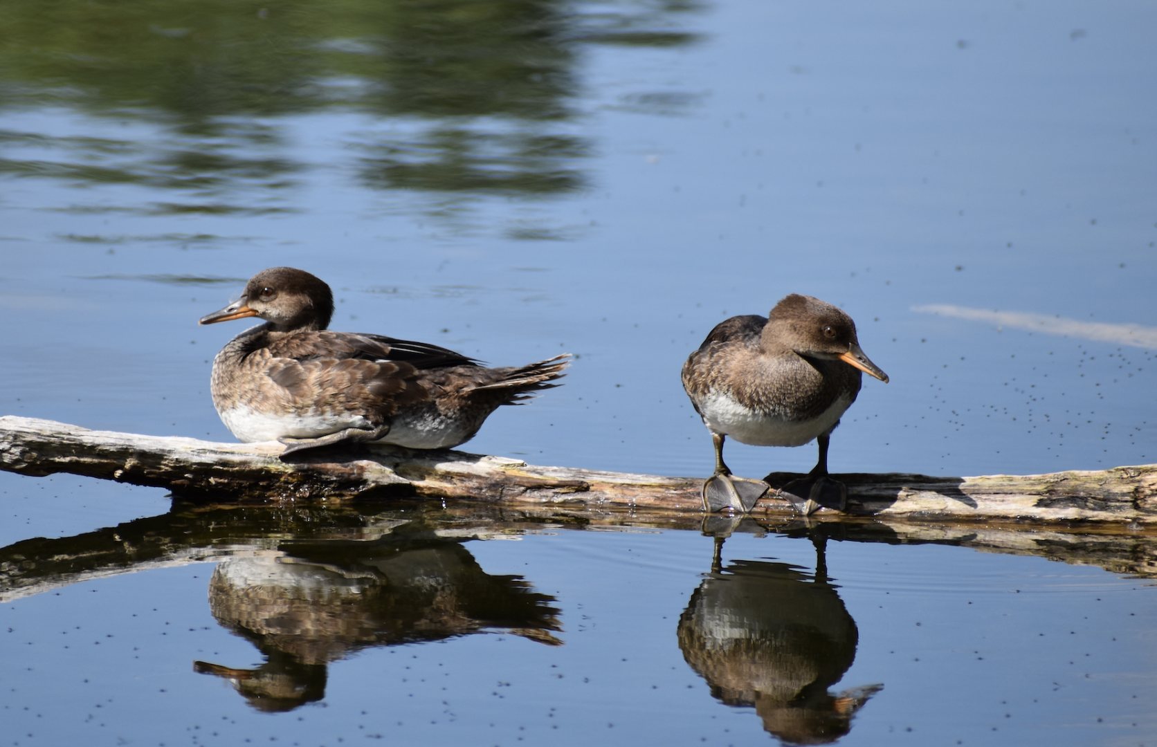 Wild Hooded Mergansers ~ Minnesota Zoo