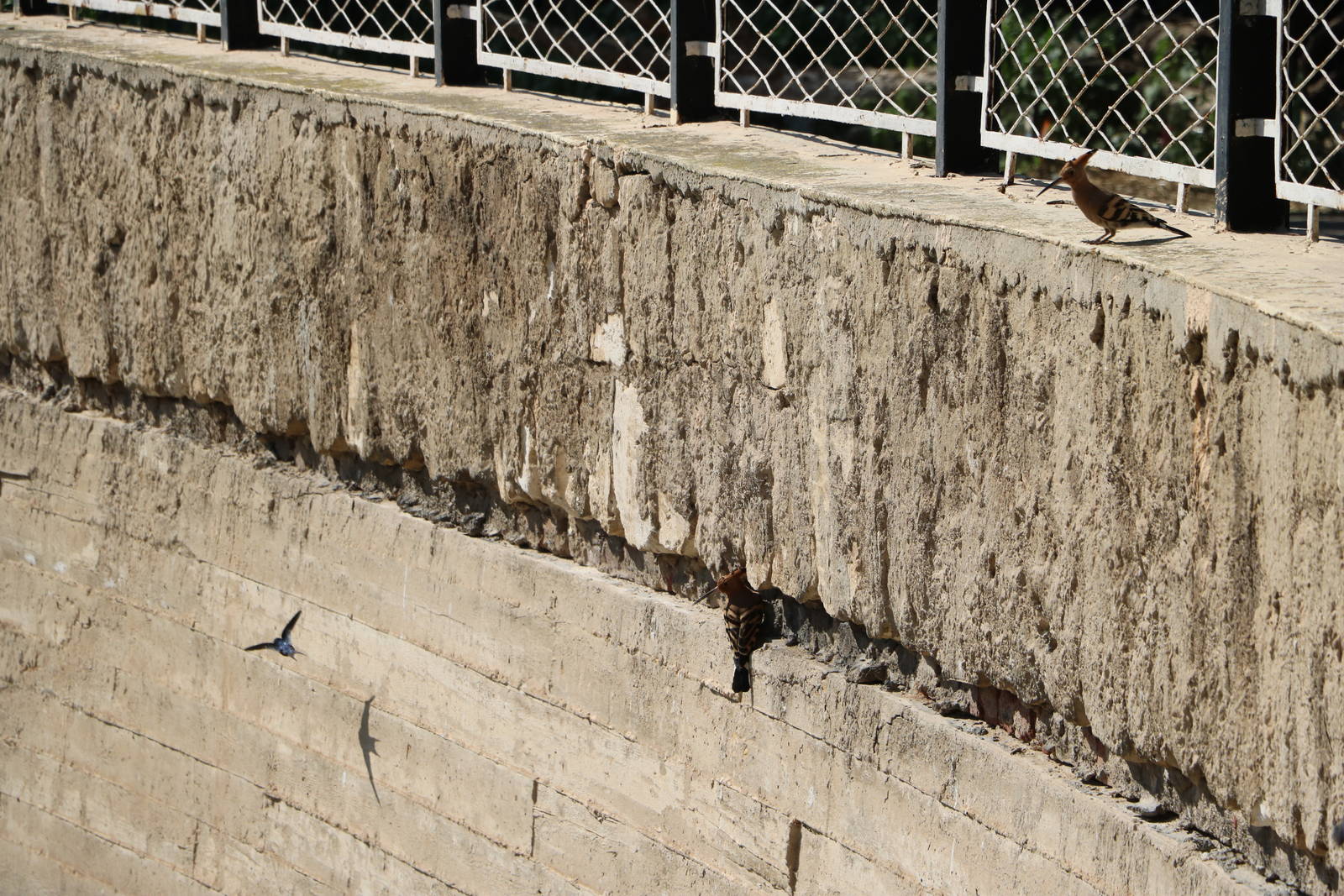 Wild hoopoes and swallow, February 2016