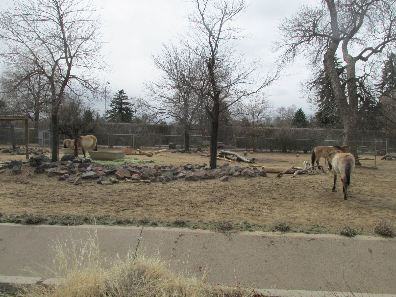 Wild Horse Yard