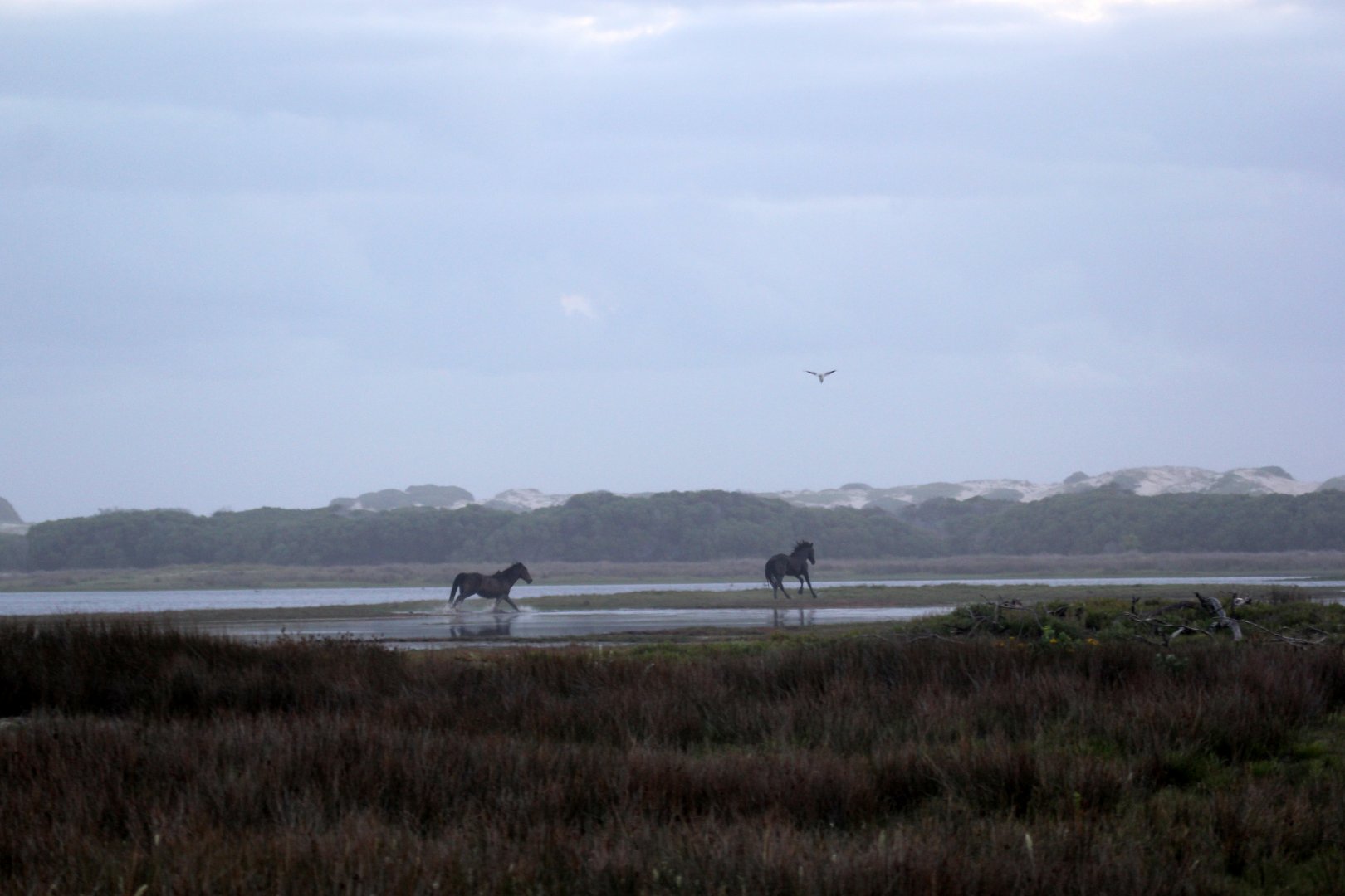 wild horses (Equus ferus) at dusk
