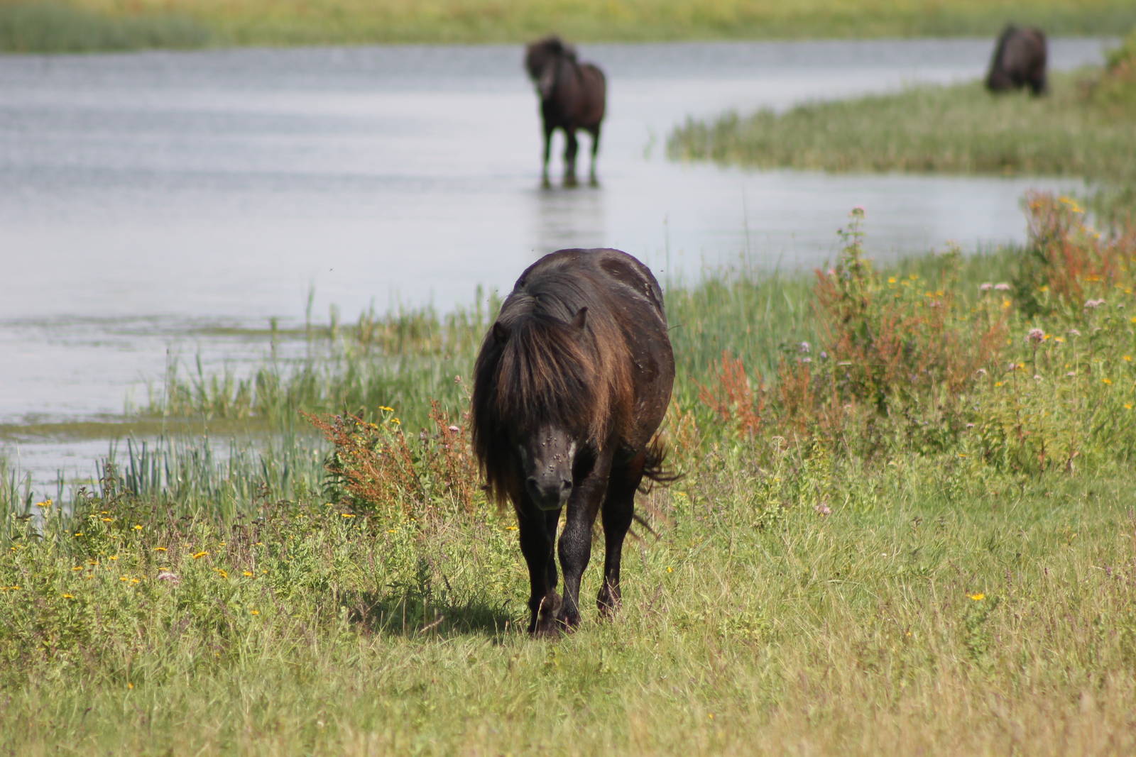 'wild' horses