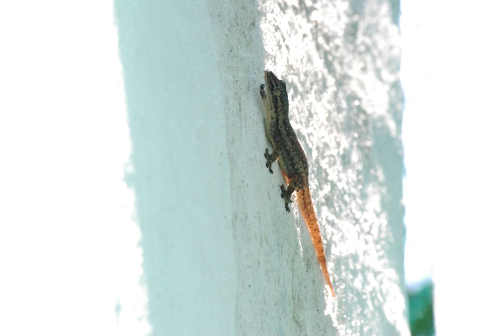 Wild House Gecko at Saigon Zoo, 16/03/12