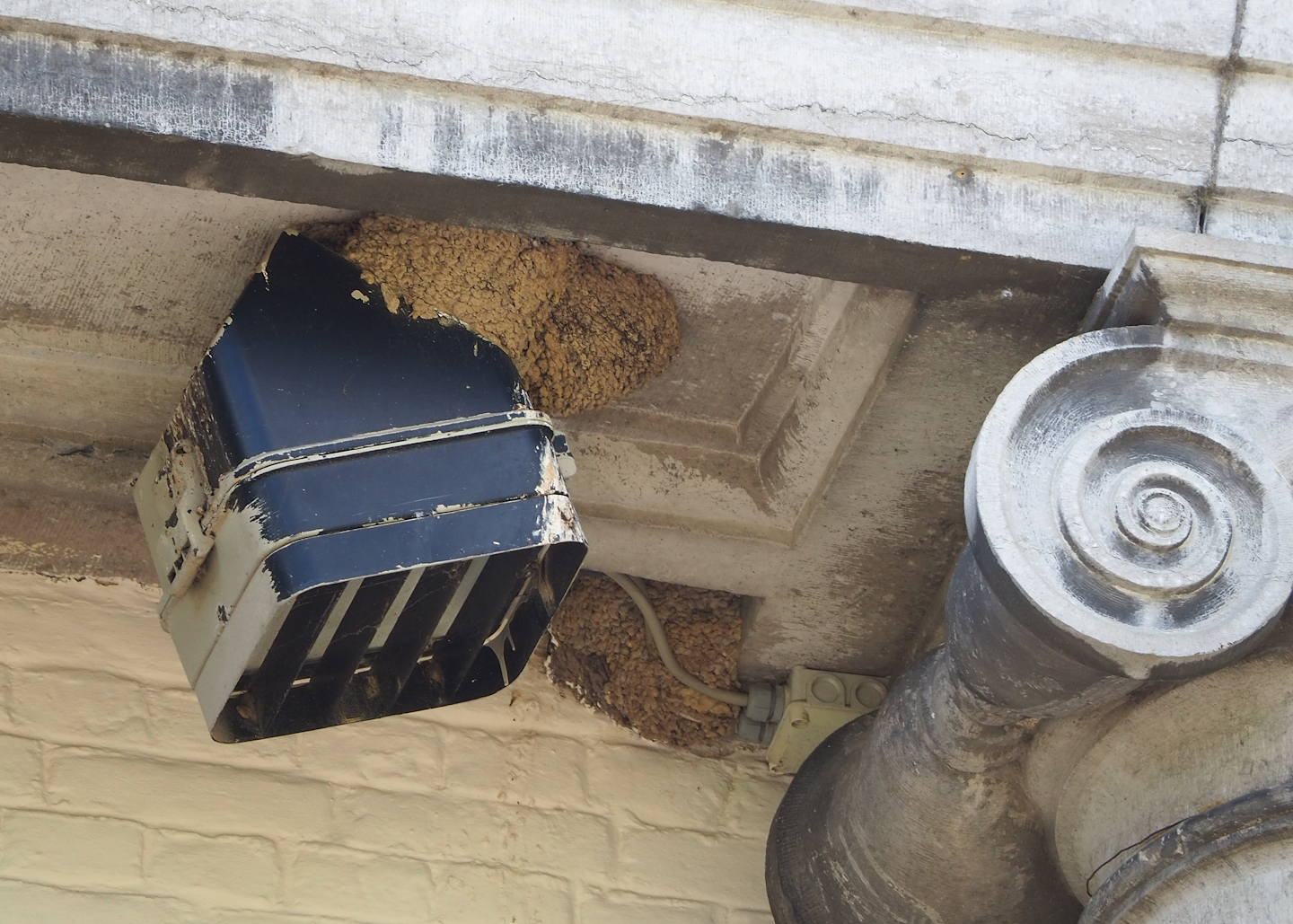 Wild house martin nests on the aquarium building, 2023-05-16